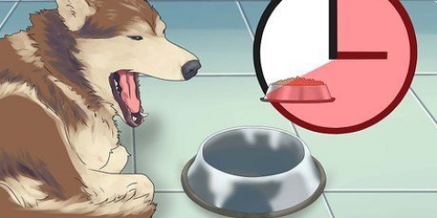 Bli av med flugor nära din hunds mat- och vattenskålar