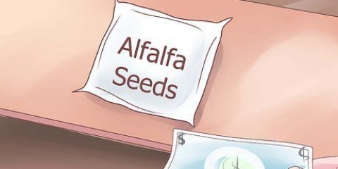 Odling av alfalfagroddar