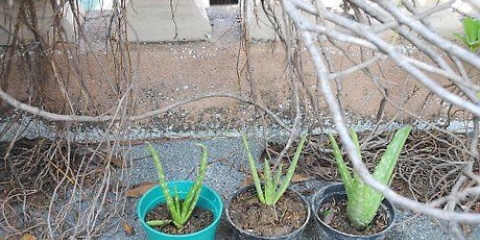 Aloe vera växter