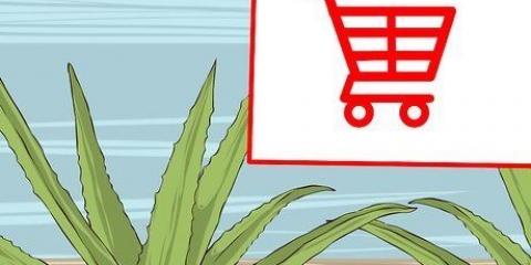 Odla och använda aloe vera för medicinska ändamål