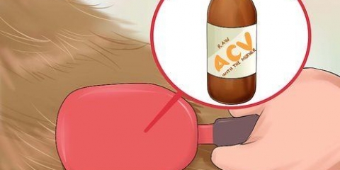 Använda äppelcidervinäger hos hundar