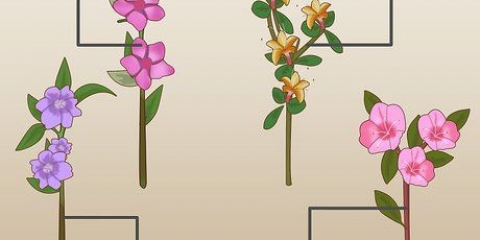 Plantera azaleor