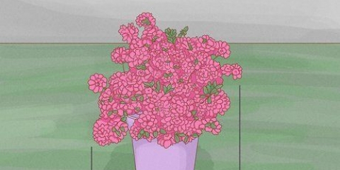 Beskärning av azaleor