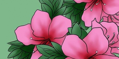 Att ta hand om azaleor