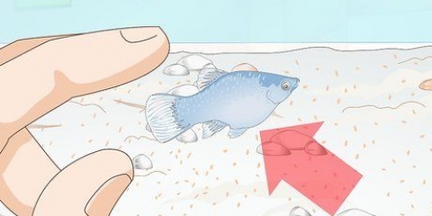 Att ta hand om baby platy fisk