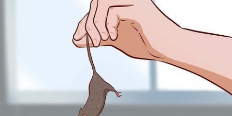 Ta hand om babymöss