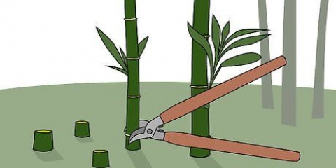 Döda bambu