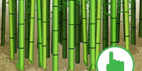 Skära bambu