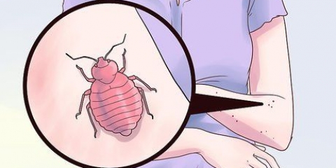Behandla vägglössbett