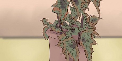 Att odla begonia
