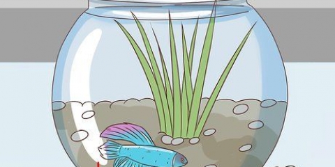 Att avgöra hur gammal en betta-fisk är