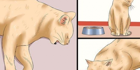 Hur man avgör om en katt har rabies