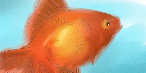 Avgöra om din guldfisk är hane eller hona