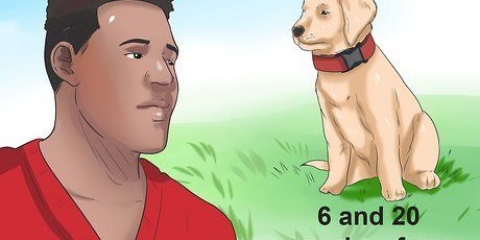 Avgöra om din hund har parvo