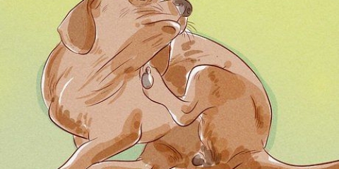 Avgöra om din hund har loppor