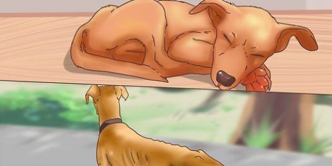 Bestämma om din hund ska sova