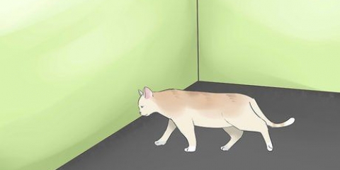 Avgöra om din katt är blind