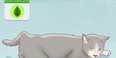 Avgöra om din katt är dräktig