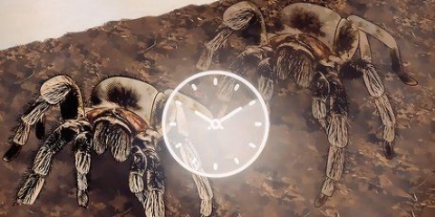 Avgöra om din tarantula smälter