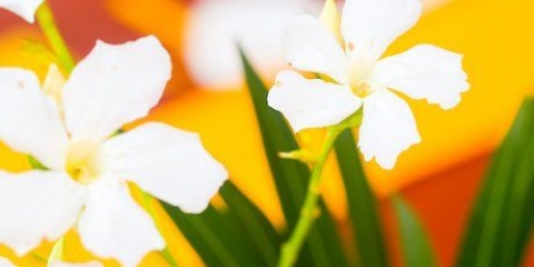 Håll blommorna fräscha längre