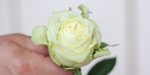 Måla blommor