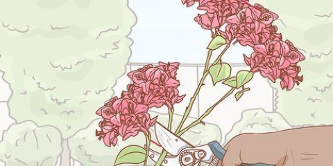 Förökning av bougainvillea