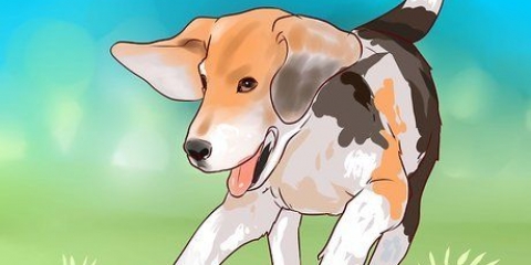 Träning beagle