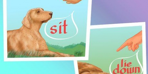 Stoppa stötar hos hundar