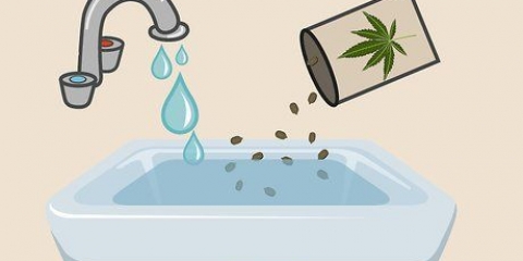 Plantera cannabisfrön inomhus