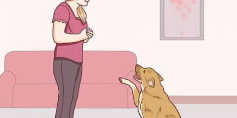 Kommunicera med din hund
