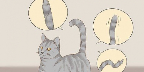 Kommunicera med din katt