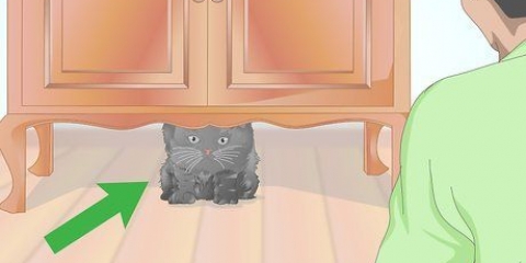 Kollar om en katt har feber