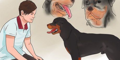 Kontrollera om din hund är frisk och glad