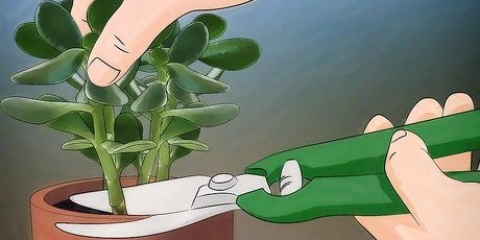 Växande crassula ovata