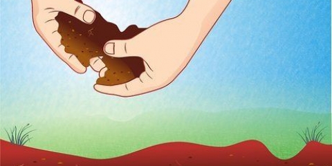 Förbereda jorden för tomatplantor