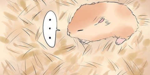 Behandla din hamsters brutna ben