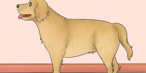 Mätning av längden på en hund