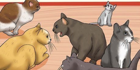 Att känna igen tecknen på kattmisshandel