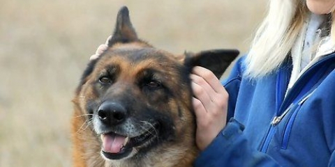 Mäta din hunds temperatur utan att använda en termometer