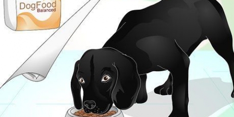 Lysa en hunds päls