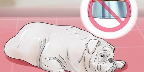 Behandling av diarré hos en hund