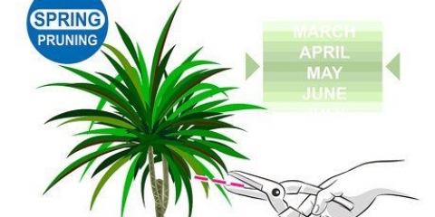 Beskärning dracaena