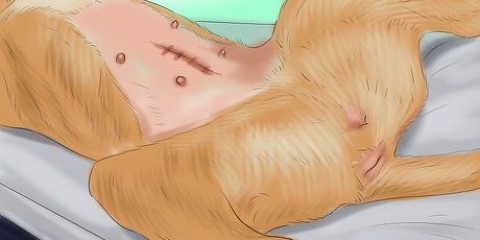 Bestämma dräktighet hos din hund