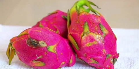 Äter drakfrukt (pitaya)