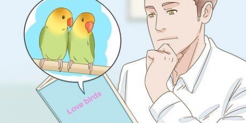 Uppfödning av lovebirds
