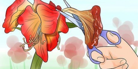 Får en amaryllis att blomma igen