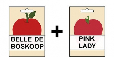 Att odla ett äppelträd från ett frö