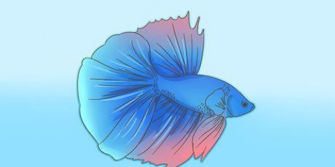 Bildar ett band med din bettafisk