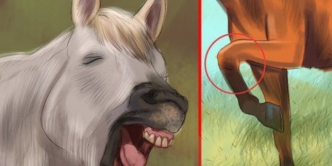 Skapa ett band med din häst genom natural horsemanship