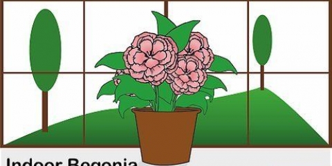 Att ta hand om en begonia